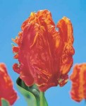 [Monarch Parrot IBC.jpg]